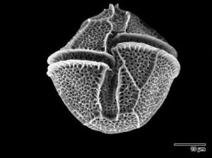 Lingulodinium polyedrum