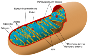 mitocondria
