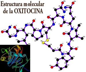 Oxitocina1