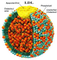 colesterol-ldl