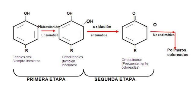 Pardeamiento enzimático