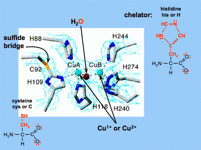 Centro activo de polifenoloxidasa