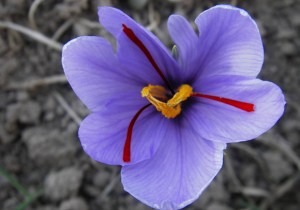 Crocus sativus