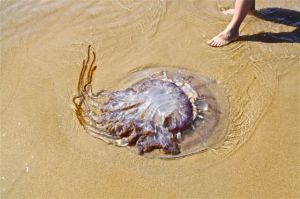 esto-son-medusas-a28249208-640x640x80