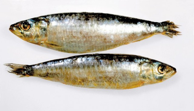 sardinas