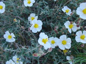 Helianthemum almeriense