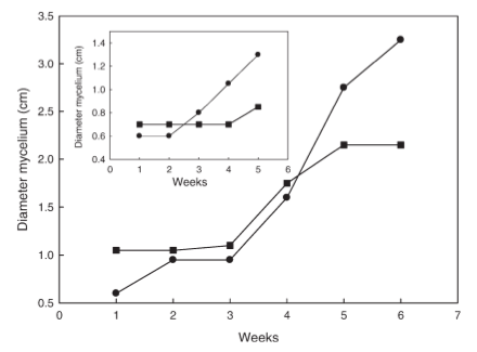 Crecimiento del micelio de Tuber Melanosporum en presencia (circulos) y ausencia (cuadrados) de CD. Inset: medio sin extracto de malta.