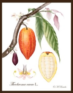 Theobroma-cacao-by-OM-Braida