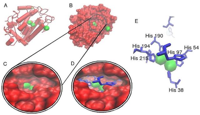 Estructura cristalina de polifenolxidasa