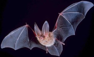 Big-eared-townsend-fledermaus-2