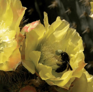 Opuntia ficus indica (higo chumbo) siendo polinizado
