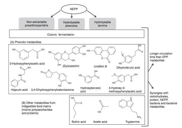 Principales características de polifenoles no extraibles (NEPP). Fuente: Nutrition Research Reviews (2013), 26, 118–129.