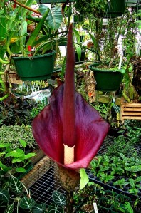 Amorphophallus konjac 