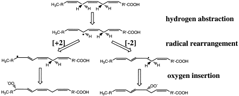 Reacción catalizada por lipoxigenasa