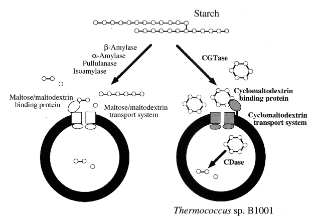 Mecanismos de degradación del almidón. (Izquierda: Lactobacillus. Derecha: Thermococcus)