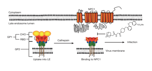 Modelo propuesto para la infección por Ébola a través de la proteína NPC1 y punto de acción del inhibidor descubierto.