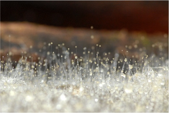 Mucor circinelloides �