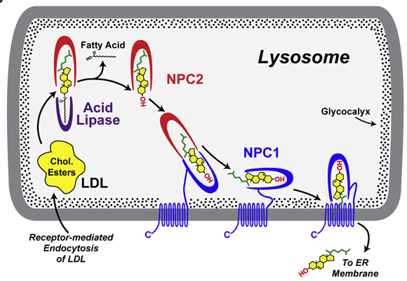 Mecanismo de transporte lipídiico a través de NPC1 y NPC2