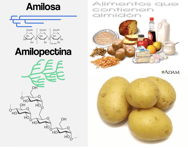 Estructura de la amilosa y la amilopectina que forman el almidón. Alimentos ricos en almidón (Fuentes: trecetas.com & Medline Plus)