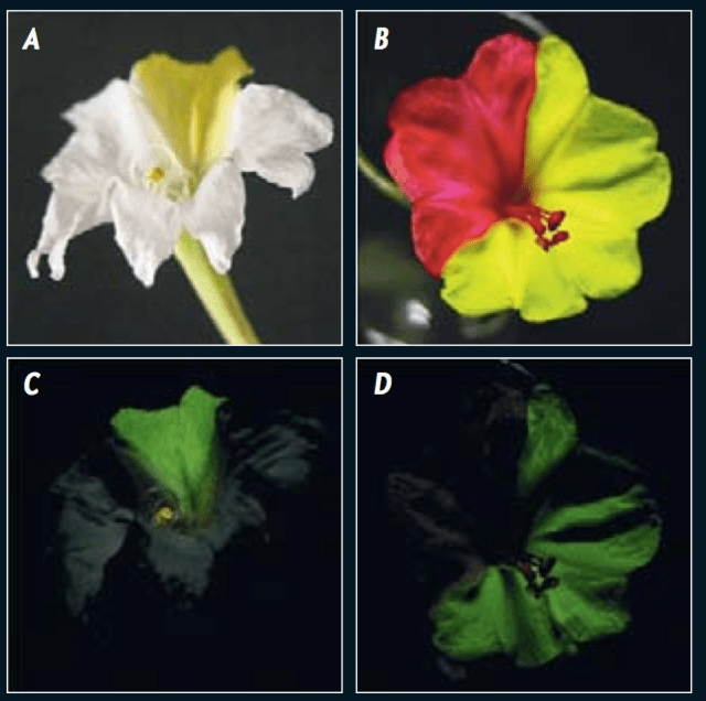 Fluorescencia visible en flores de Mirabilis jalapa. Cuando se ilumina con luz blanca (A y B), las áreas de las flores que contienen solo betaxantinas parecen amarillas debido a la combinación de fluorescencia y la radiación no absorbida, o reflejada. Cuando se ilumina con luz azul (C y D), las betaxantinas emiten fluorescencia verde.