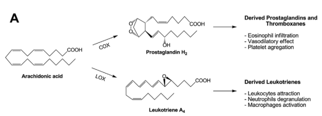 Esquema de la transformación del ácido araquidónico en moléculas relacionadas con procesos inflamatorios por la acción de COX y LOX