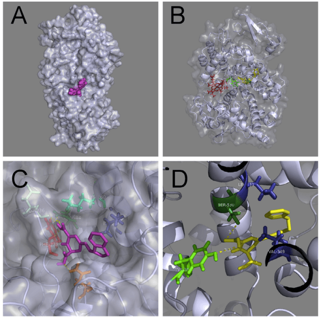 Análisis por docking molecular de la interacción entre betalaínas y COX y 5-LOX. (más información en referencias)