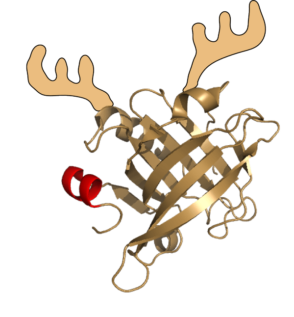 Estructura tridimensional de lactoglobulina de reno "tuneada"