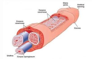 1cd965_bc9ad8e491562d6ba64d5424f4662dd3.jpg_512