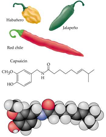 capsaicina1