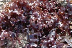 Chondrus crispus. Fuente; http://milksci.unizar.es/bioquimica/temas/azucares/carragenano.html