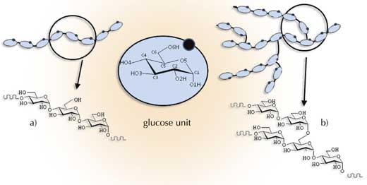 a) Amilosa; b) Amilopectina