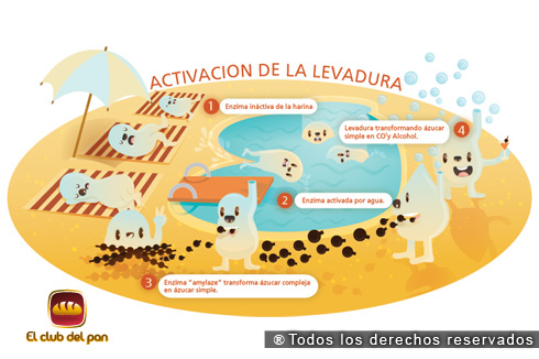 Fermentación Parte I_1