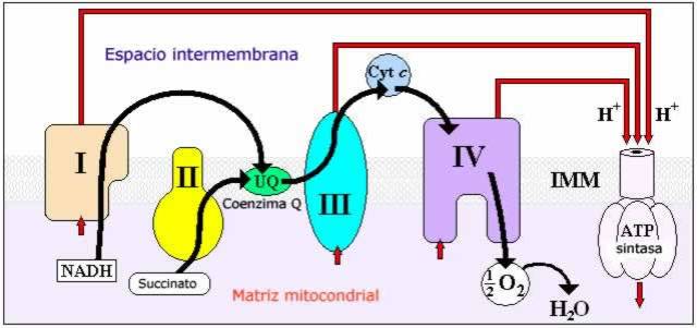 Participación de la coenzima Q10 (ubiquinona) en la cadena de transporte de electrones