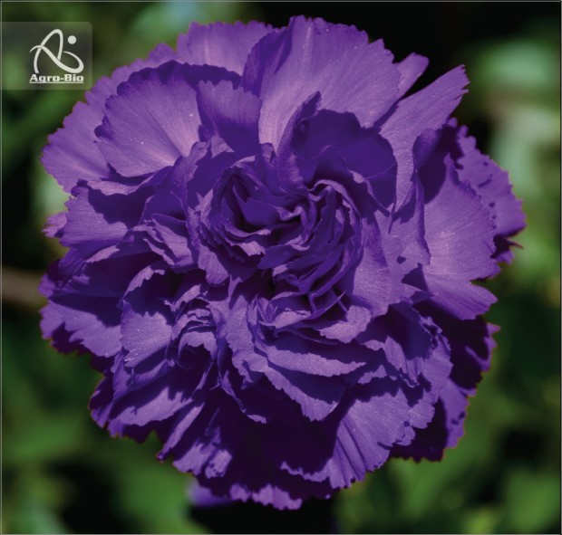 Claveles trangénicos