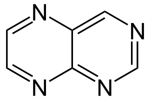 xantóforos y eritróforos