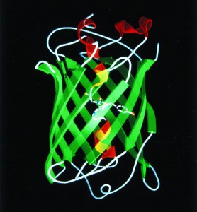 "Proteína verde fluorescente