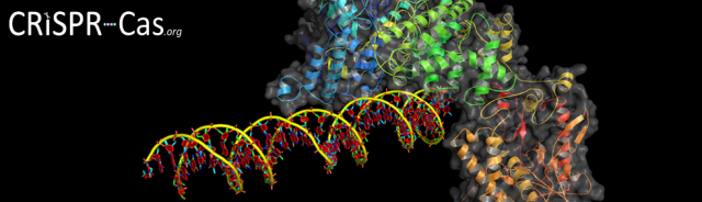CRISPR-CasheaderLogo-white