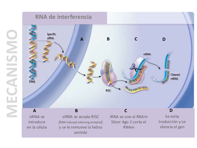 silenciamiento-de-genes-mediante-rna-de-interferencia-7-638