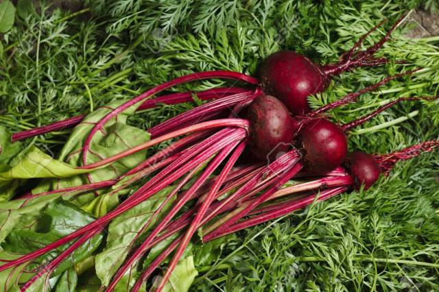 58605613-vista-superior-del-montón-de-remolacha-roja-beta-vulgaris-sobre-el-follaje-fresco.jpg