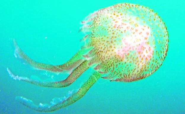 138170774--624x832-kceE-U80292880666xvH-624x385@La Verdad.jpg