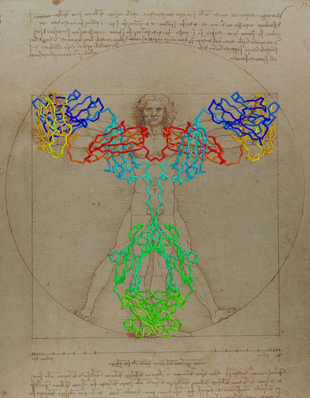 copy_0_22_2005_vitruvian_antibody.jpg