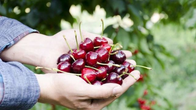 jvOex7g8F1MQq70PG2XBt6